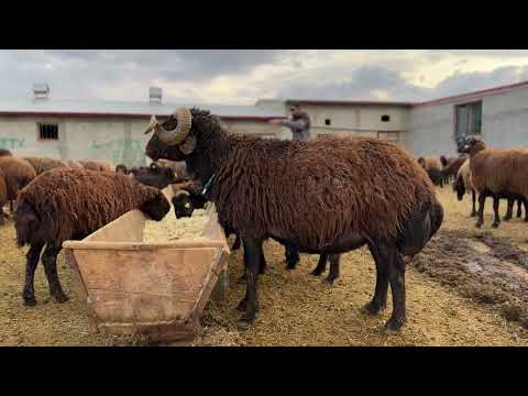 MEMLEKETİMDE BAHAR MANZARALARI DİŞİ KÖPEK BOZOYA DİŞİNİ