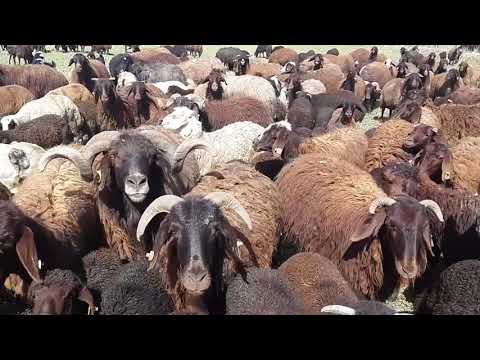 ATALARMIZIN MiRASI mor karaman koyunu