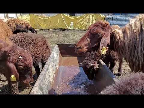 YONCADAN ZEHİRLENEN KOYUN ÖLDÜ