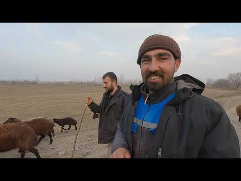 SÜRÜNÜN KÖPEKLERİ BEŞOYA SALDIRDI ÇOBAN ARKADAŞIM BENİ