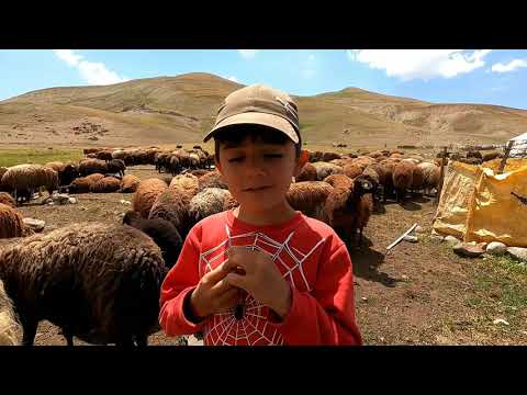 KURT UN YEDİĞİ KOYUNUN SAHİBİNE HABER VERDİM KUZU KIRKMA