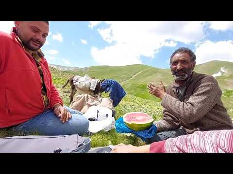 DÖRDÜZ DOĞURAN MOR KARAMAN KOYUNU EŞEĞİ SAĞAN ÇOBAN 6