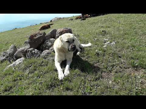 Koruyucu canlarımız sürü köpeklerimiz
