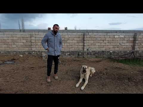 ARKADAŞIMIN YENİ GELEN KANGALLARI
