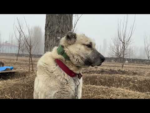 KARLI BİR KIŞ SABAHI
