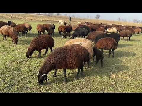 ARALIK AYINDA YEŞİLİK İÇİNDE OLAN KOYUNLARIN KEYFİ