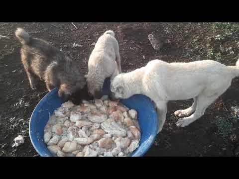 kangal eniği duman ve diğer eniklerimiz