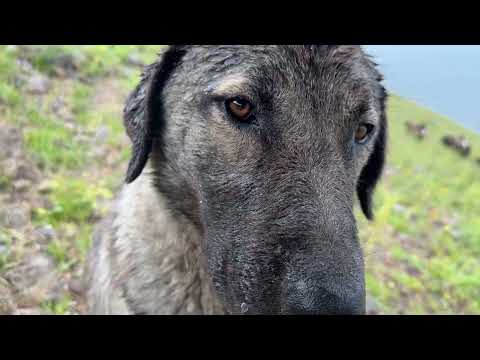 KÖPEKLERE ET ZİYAFETİ YAYLADA DOLU YAĞIŞI