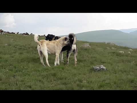 FARKLI SÜRÜ KÖPEKLERİ KARŞI KARŞIYA GELİYOR