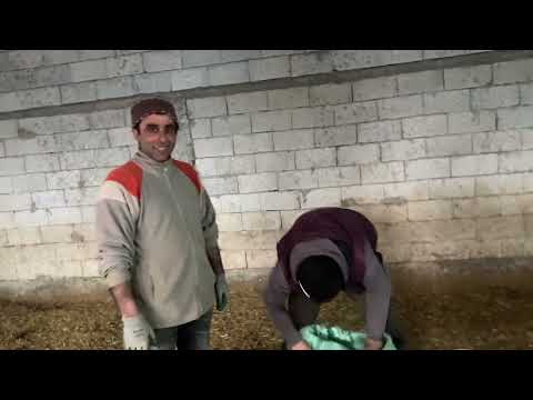 İKTİDARI SORGULANAN BİR LİDER HIRÇO