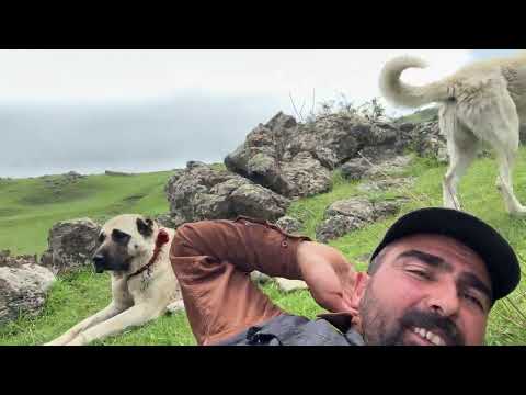 HIRÇO HASTALANDI TEDAVİ ETMEK İÇİN ŞAHİN ABİYLE YOLLARA