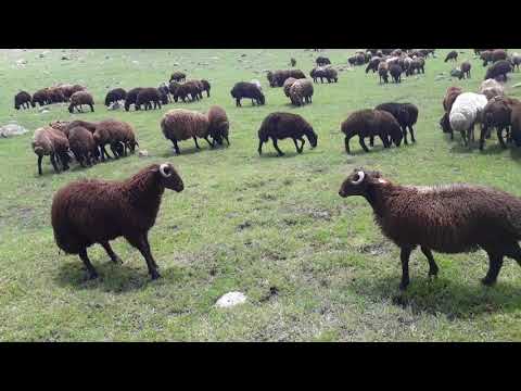 KUZU DÖVÜŞÜ