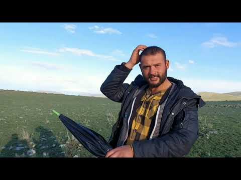 KURTLARIN KOYUN SÜRÜMÜZE PLANLI SALDIRISI KÖPEKLERİMİZ