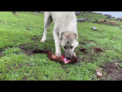 ÇOBANLIĞIN EN ZOR GÜNÜ KURT BOĞAN KÖPEKLER İLE HIRÇO KARŞI
