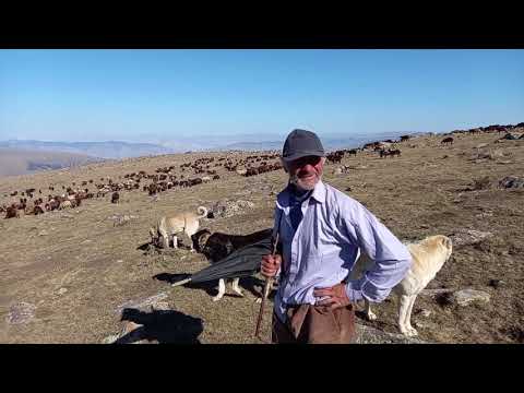 KÖPEKLERİMİZ DİĞER SÜRÜ KÖPEĞİNE SALDIRDI