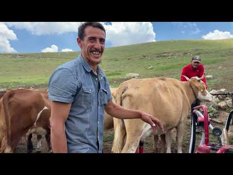 HAMDANİ KOYUNLARIN SÜT VERİMİ KÖPEKLERİMİZ BOĞUŞTU