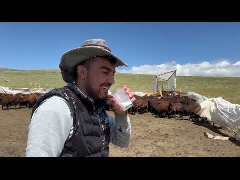KUZU KIRKMA EKİBİ 700 KUZUYU KIRKTIK 2 KUZU KESTİK YEDİK