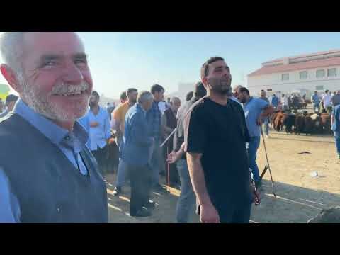 AĞRI HAYVAN PAZARINDA HAYVAN FİYATLARI