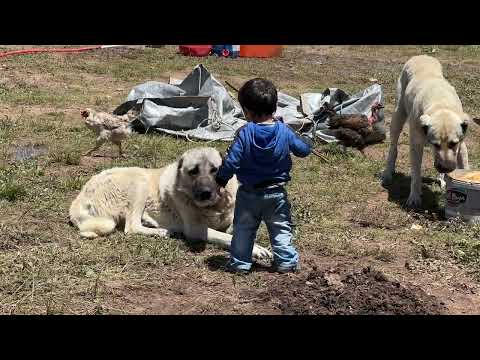 KÖPEKLERİN GAZABINDAN KURTULMADI