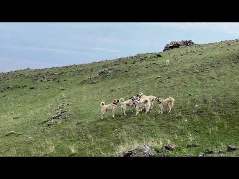 7 KÖPEK BİRLİKTE POZGÊWR E SALDIRDI