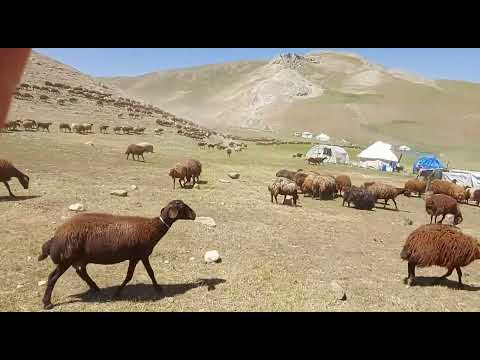 SONUNDA BEŞONUN SOYU ÇOĞALIYOR BÜTÜN OBANIN KOYUNLARI NASIL