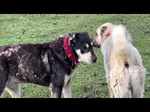 SÜRÜNÜN İÇİNDE KÖPEKLERİN KAVGASI 6 BÖLÜM