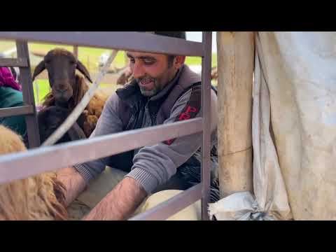 OBA KÖPEKLERİ YİNE BOĞUŞTU POZGEWRDEN GENÇLERE EĞİTİM