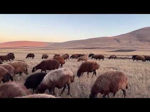 KAYBOLMUŞ DİŞİ YAVRUYU SAHİPLENDİK YOLCULUĞUN SON GÜNLERİ
