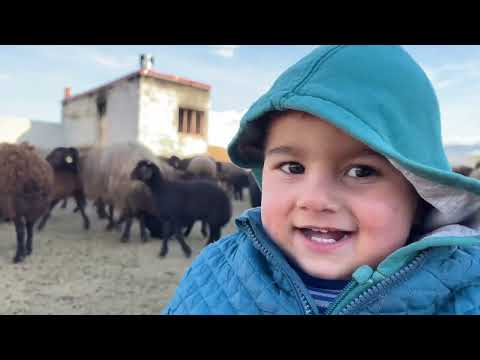 İKİZ KUZULARI DOĞURAMAYAN KOYUN ÖLÜM KALIM MÜCADELESİ
