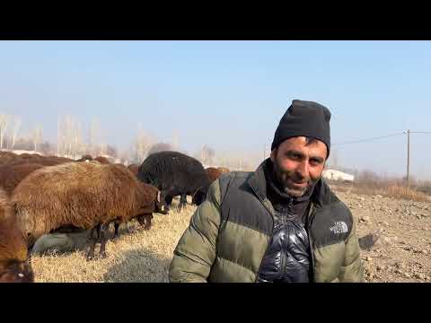 KOYUNLARI EVE GÖTÜRÜYORUZ YOLDA KÖPEK KARŞILAŞMALARI