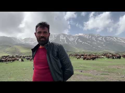POZGEVIR IN DAĞDA BAŞKA SÜRÜ KÖPEKLERİ İLE İMTİHANI