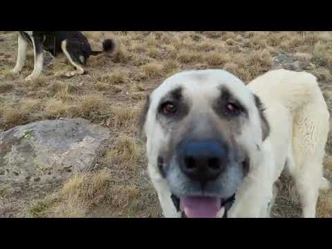 KOYUNLARA SALDIRIYA GELEN KARTALLARA KÖPEKLER YETİŞTİ DAĞDA