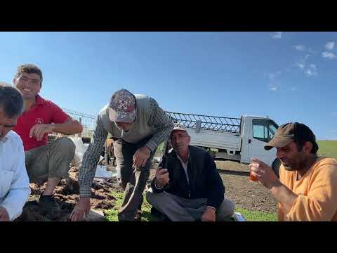 DOLU DEĞİL TAŞ YAĞDI KUZULARIN ÇİFTİ 8 BİN LİRA