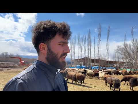 KOYUNCULUKTAN BEKLENTİM BÜYÜK HEDEF 10 BİN KOYUN
