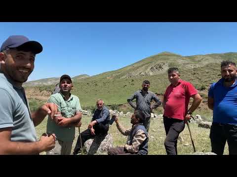 KOYUNLARLA KUZULARI BİRBİRİNDEN AYIRDIK YILIN İLK SÜTÜ