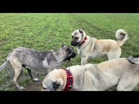 DİŞİ KÖPEKLER BOĞUŞTU ZOR AYIRDIK