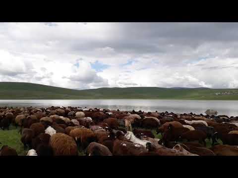 KOYUNLARI SUVARIRKEN GÖLDE YÜZEN ÖRDEKLERİN YUVASINI MERAK
