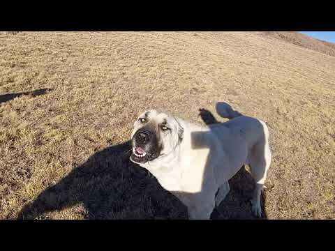 SÜRÜ KÖPEKLERİ BİRBİRLERİNE DALDI MOR KARAMAN KARAYAZI
