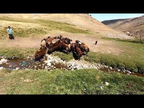 KÖPEKLER KIZANA GELEN DİŞİ İÇİN BİRBİRLERİNE MEYDAN