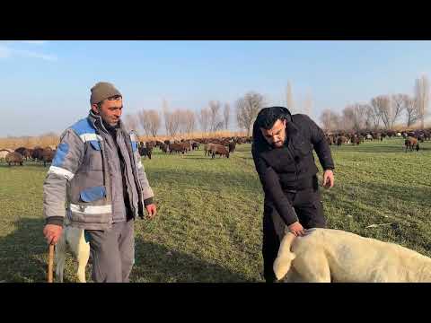 HIRÇO İLE OĞLU GÖÇ YOLUNDA NASIL KURT BOĞDU KÜÇÜK HIRÇO