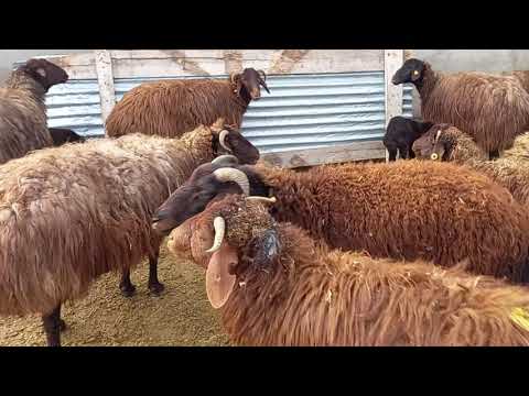 KOÇ GİBİ KAVGA EDEN KOYUNLAR İKİZ DOĞUM YAPAN İKİ KOYUNUMUN