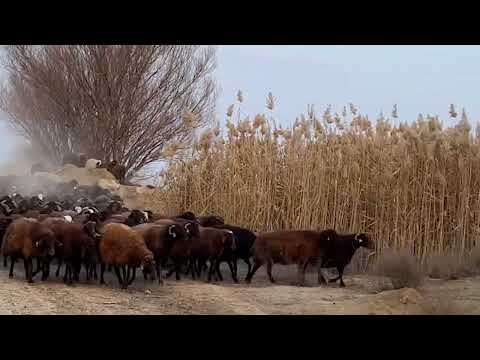 KÖPEKLER ANİDEN KAÇTI SÜRTÜŞME VAR