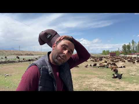 ÇORAK ARAZİDE KOYUNLARIMIZ AÇ KALDI BALYA OTU VERDİK 4 gün