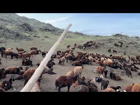 DAĞDA İLK GECEMİZDE KURT SALDIRDI