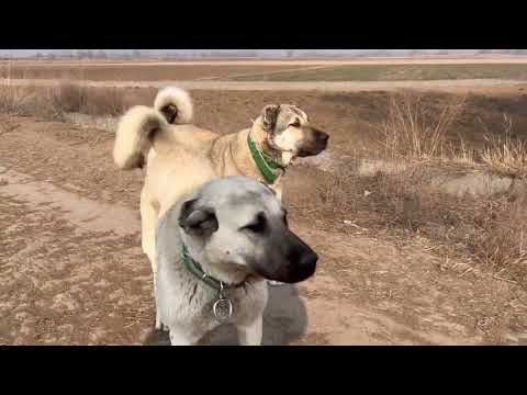 BU KÖPEKLER RAHAT DURMUYOR SONUNDA OLANLAR OLDU