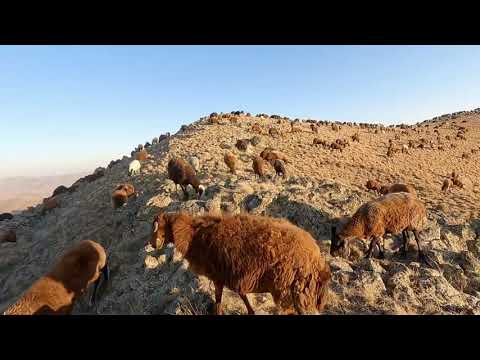 MOR KARAMAN KOÇLARIMIZ KÖPEKLERİN TEPKİSİ SERT OLDU