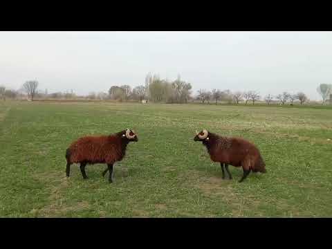 KOÇ DÖVÜŞÜ LİDERLİK MÜCADELESİ ŞİŞEK KOÇ KART KOÇA KARŞI