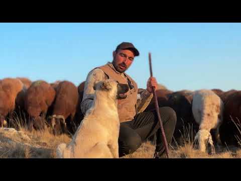 YAVRU KANGAL TAVŞAN PEŞİNDE ÇELENGİN İLK GECESİ