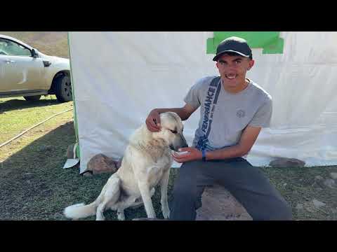 KÖPEĞİ VETERİNERE GÖTÜRDÜK CESUR İLE VAN TURU