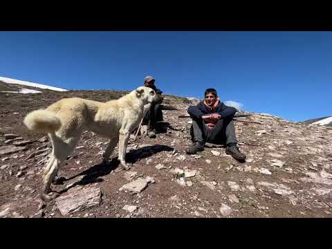 KAR YAĞIŞINDAN SONRA YÜKSEK TEPELERE GÜNEŞ VURDU KARLI